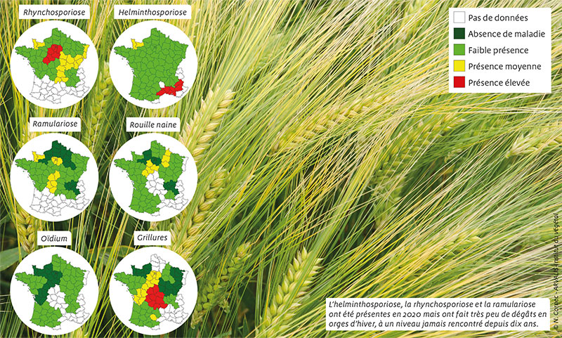 Orges d’hiver: les fongicides évalués en faible pression de maladie