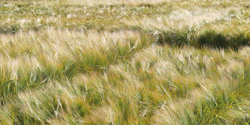 Comportement et productivité des variétés d'orge de printemps