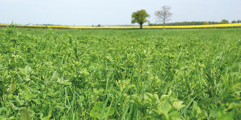 Susbtitution partielle du maïs par de l'herbe en bovins viande
