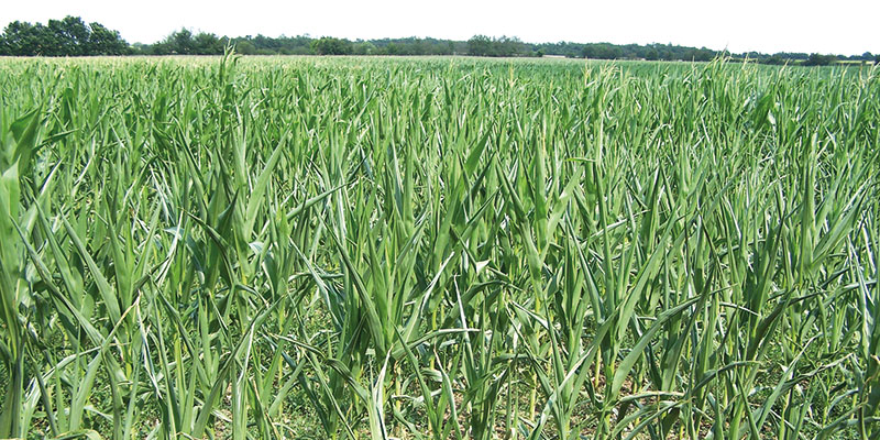Bilan de campagne des maïs grain et fourrage
