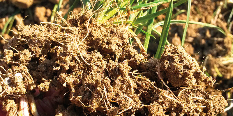 Le désherbage des annuelles sans ou avec très peu de glyphosate