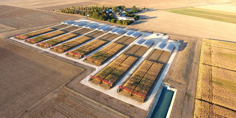 Mieux prédire le comportement des variétés face au déficit hydrique