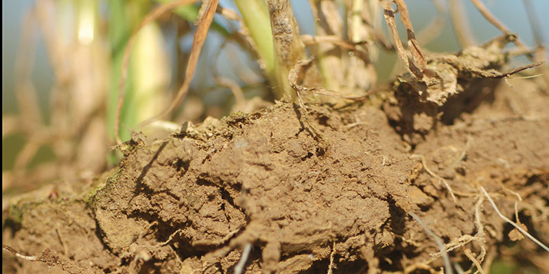 Des variétés et des conduites moins gourmandes & adaptées au climat