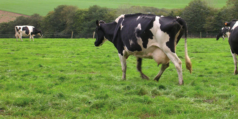 Comment l'INRA calcule la ration des ruminants