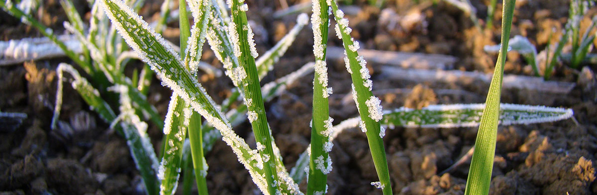 La sortie d'hiver, une période cruciale pour les céréales à paille