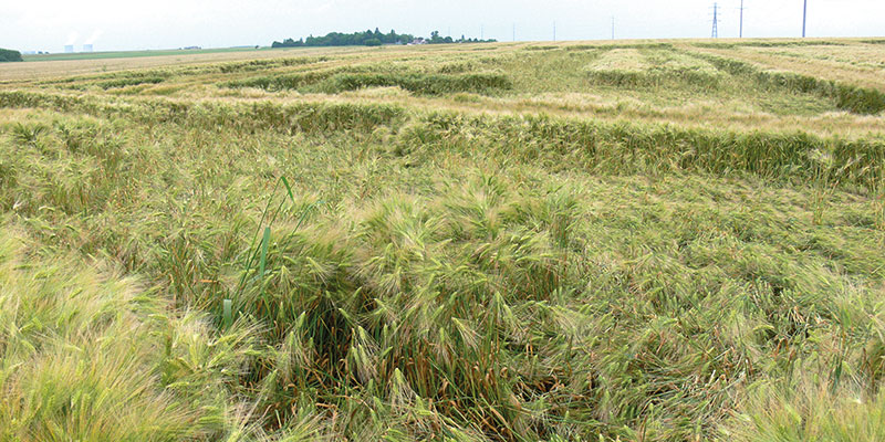 Orge d'hiver: limiter le risque, combiner les leviers agronomiques
