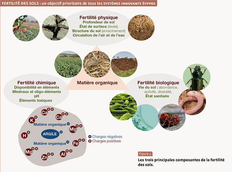 Améliorer la fertilité du sol afin de garantir de meilleurs rendements -  Peut-on cultiver sans chimie ?