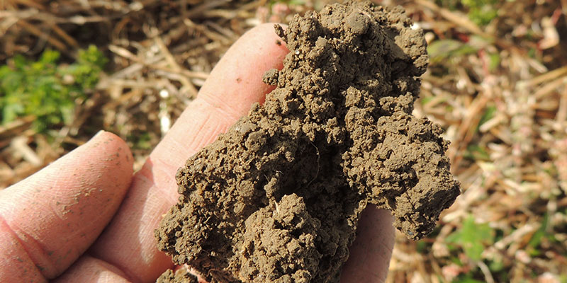 Qu'est-ce qui rend un sol plus fertile ?