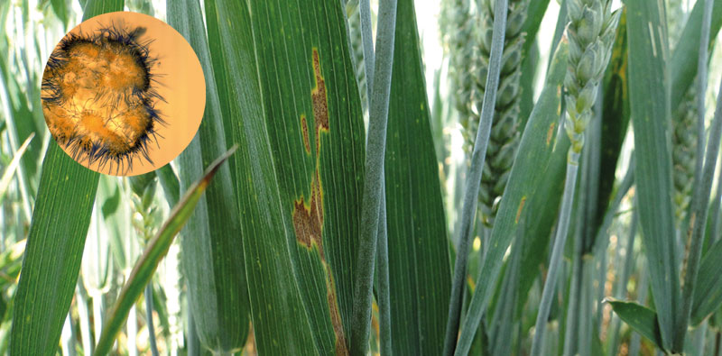 Préserver durablement l'efficacité des fongicides