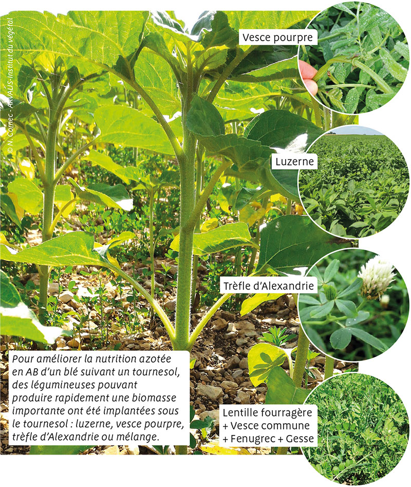 Des légumineuses pour améliorer la nutrition azotée du blé bio