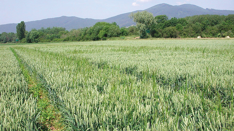 Arvalis fait le point sur les variétés de blé tendre bio