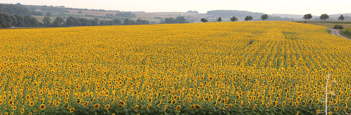 Innovation & agriculture: deux piliers de la transition écologique