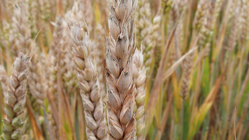 Comment évoluera le taux de fusariotoxines avec le climat ?