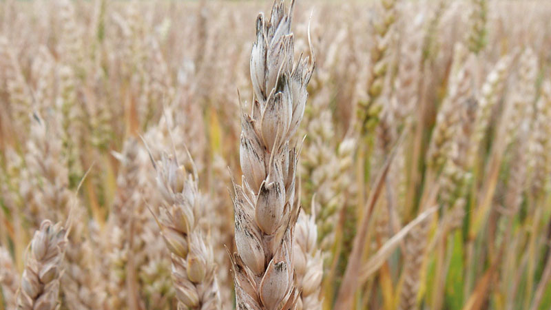 Comment évoluera le taux de fusariotoxines avec le climat ?