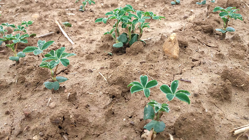 Semer le lupin blanc en conditions optimales