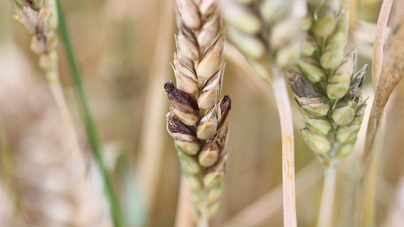 La récolte de blé 2021 est déjà concernée par la nouvelle réglementation sur l'ergot