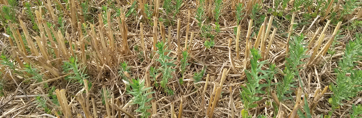 Semer le couvert juste avant ou après la moisson des céréales d'hiver