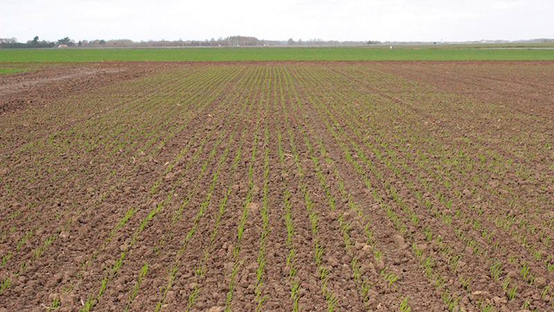 Choix des variétés de triticale : bilan des essais 2020
