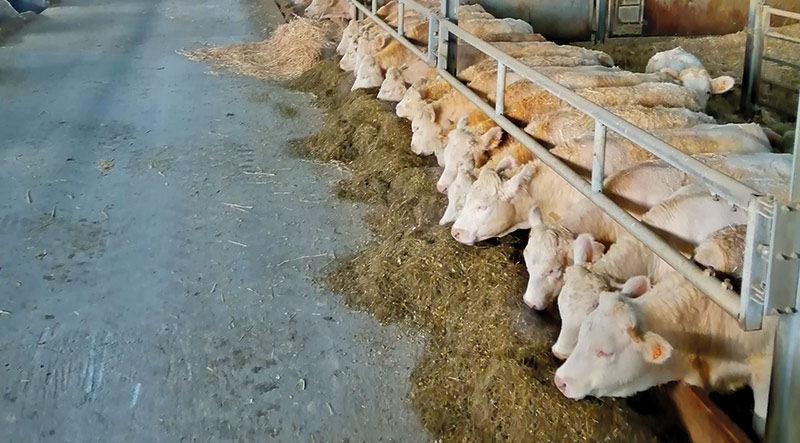 Alimentation animale: double ration 1 jour sur 2 pour jeunes bovins