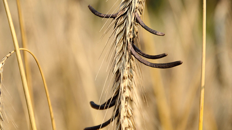 Evaluer le risque d'ergot sur le seigle