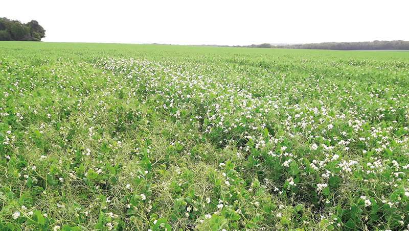 Des variétés de pois et de feverole d'hiver adaptées au climat
