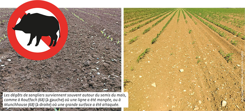 Conduite du maïs: éviter les dégâts de sangliers