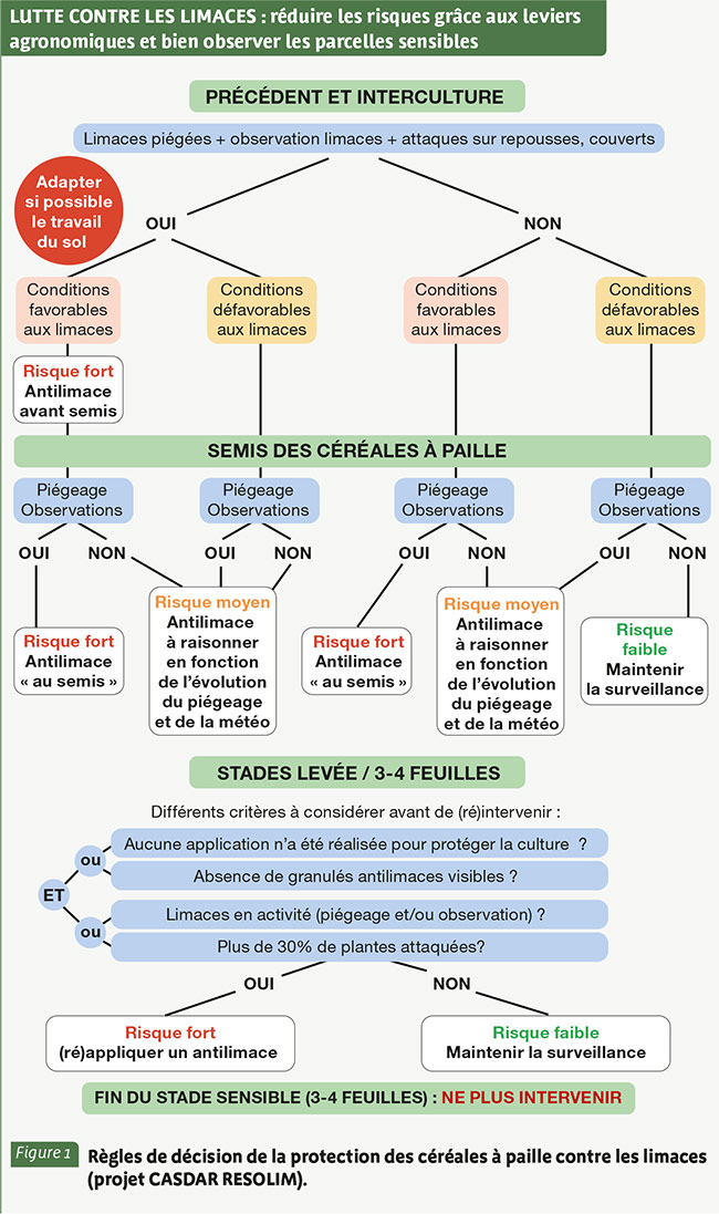 LUTTE CONTRE LES LIMACES : réduire les risques grâce aux leviers agronomiques et bien observer les parcelles sensibles