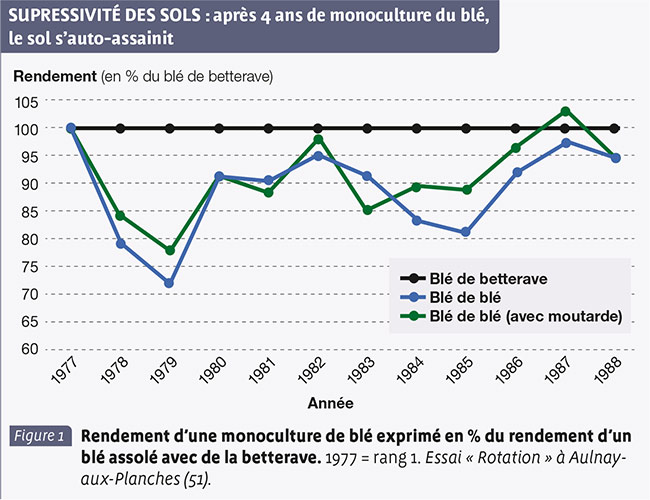 SUPRESSIVITÉ DES SOLS : après 4 ans de monoculture du blé, le sol s’auto-assainit