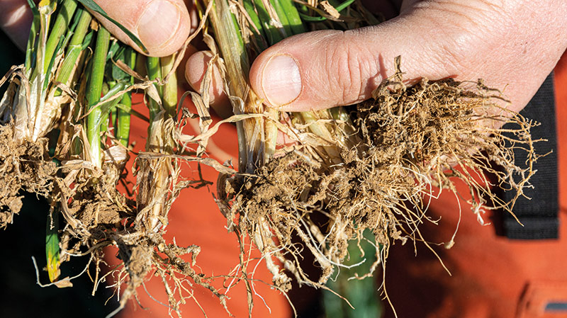Effets du microbiote sur la croissance & la santé de la plante