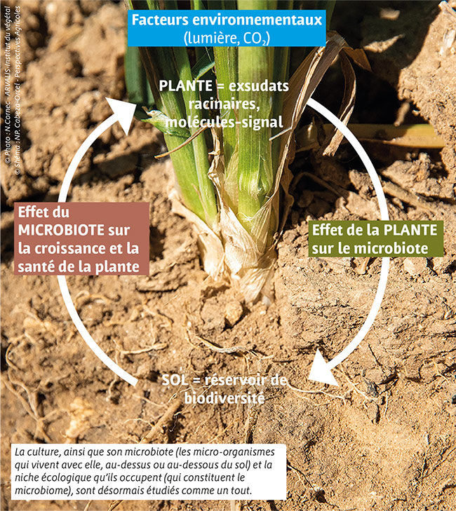 La culture, ainsi que son microbiote (les micro-organismes qui vivent avec elle, au-dessus ou au-dessous du sol) et la niche écologique qu’ils occupent (qui constituent le microbiome), sont désormais étudiés comme un tout.