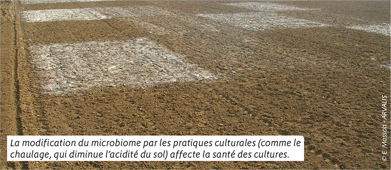 La modification du microbiome par les pratiques culturales (comme le chaulage, qui diminue l’acidité du sol) affecte la santé des cultures.