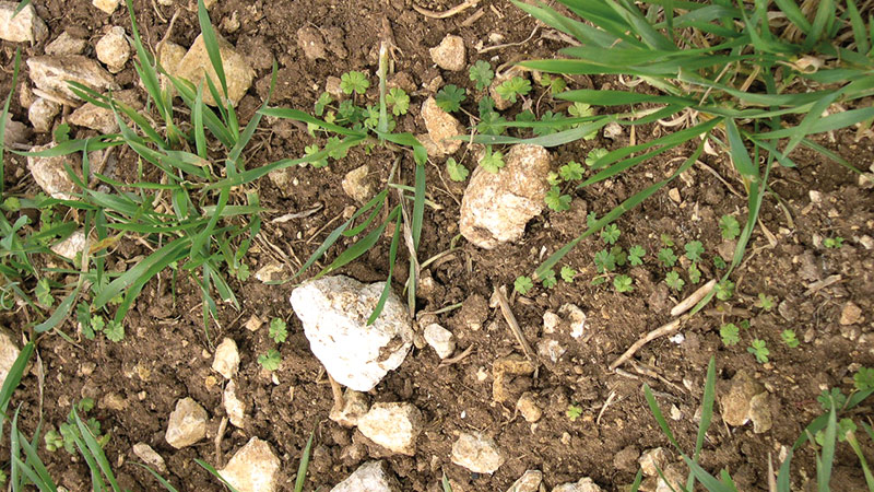 L'efficacité du bensulfuron-méthyl testée en céréales à paille