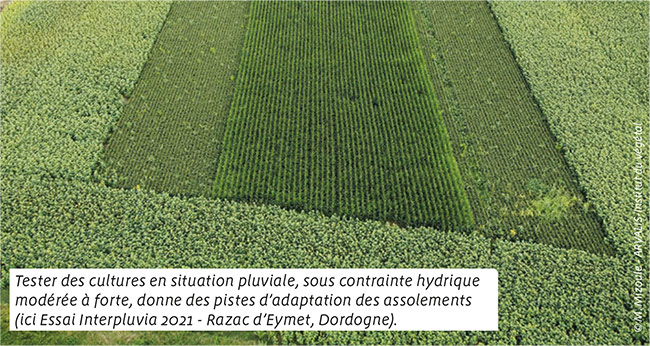 Tester des cultures en situation pluviale, sous contrainte hydrique modérée à forte, donne des pistes d’adaptation des assolements (ici Essai Interpluvia 2021 - Razac d’Eymet, Dordogne).