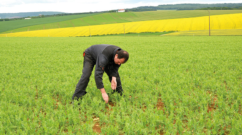 introduire une légumineuse à graines dans sa rotation
