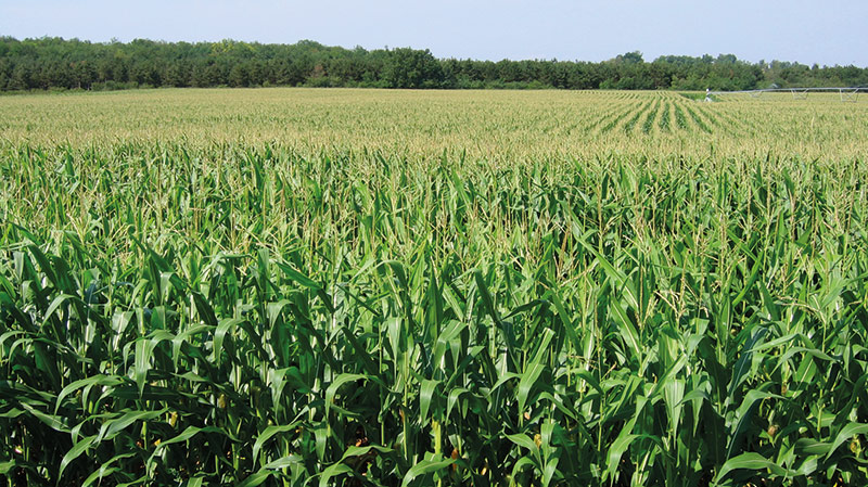 Conduite du maïs grain sous l'effet du réchauffement du climat