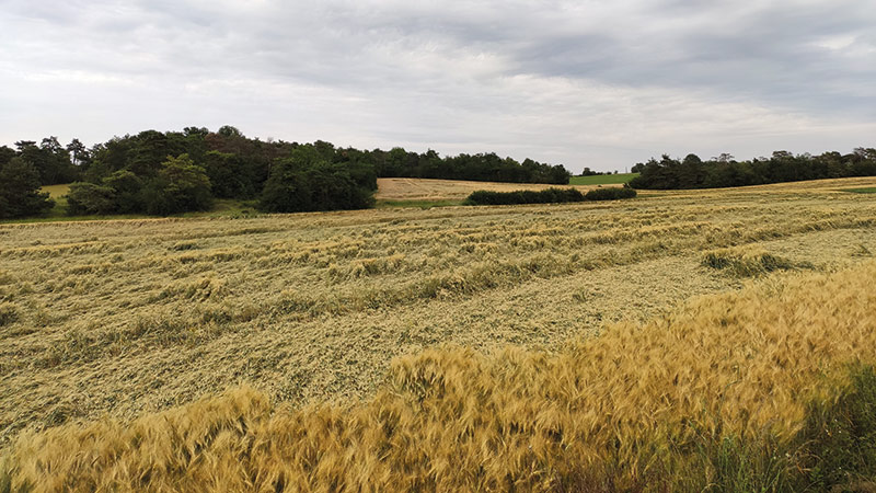 Bilan écophysiologique de la campagne céréalière 2020-21