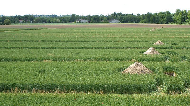 Blé bio: des profils racinaires distincts selon le travail du sol