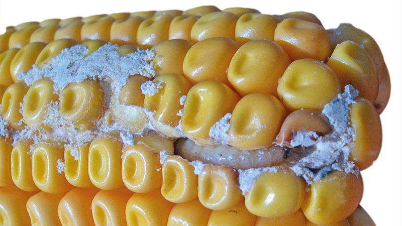 Estimer & limiter la contamination aux fumonisines du maïs grain