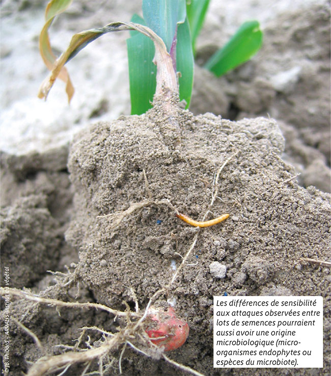 Les différences de sensibilité aux attaques observées entre lots de semences pourraient aussi avoir une origine microbiologique (micro-organismes endophytes ou espèces du microbiote).