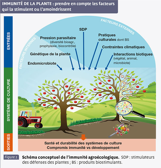 IMMUNITÉ DE LA PLANTE : prendre en compte les facteurs qui la stimulent ou l’amoindrissent