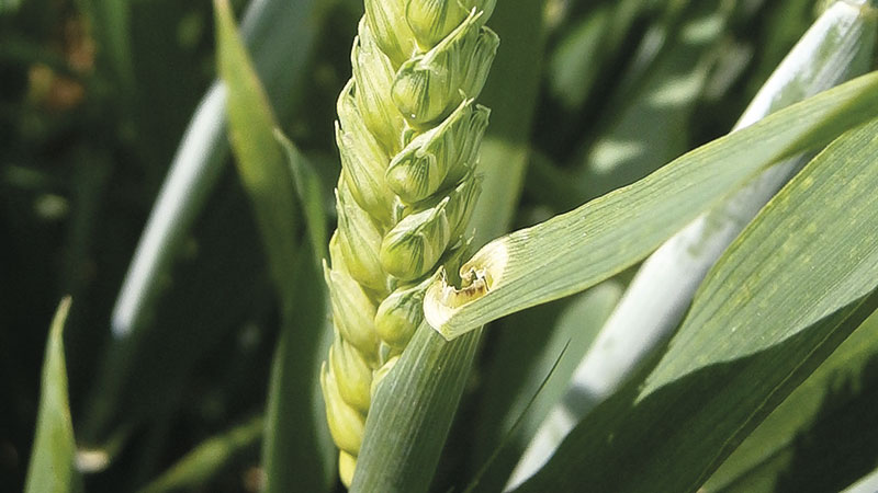 Les stimulateurs de l'immunité des plantes sont-ils intéressants?