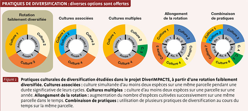 PRATIQUES DE DIVERSIFICATION : diverses options sont offertes