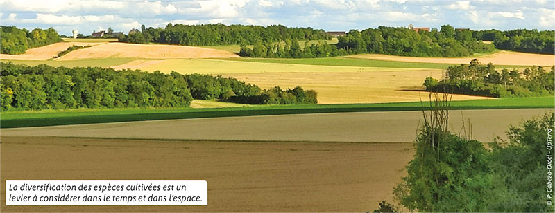 La diversification des espèces cultivées est un levier à considérer dans le temps et dans l’espace.