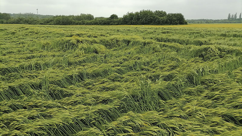 Cinq nouvelles variétés d'orges de printemps évaluées en 2021