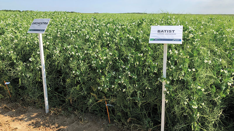 22 variétés de pois et 12 de féverole de printemps évaluées
