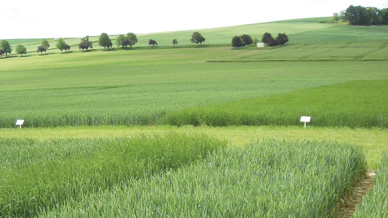 Résultats des essais 2021 sur les adjuvants aux herbicides