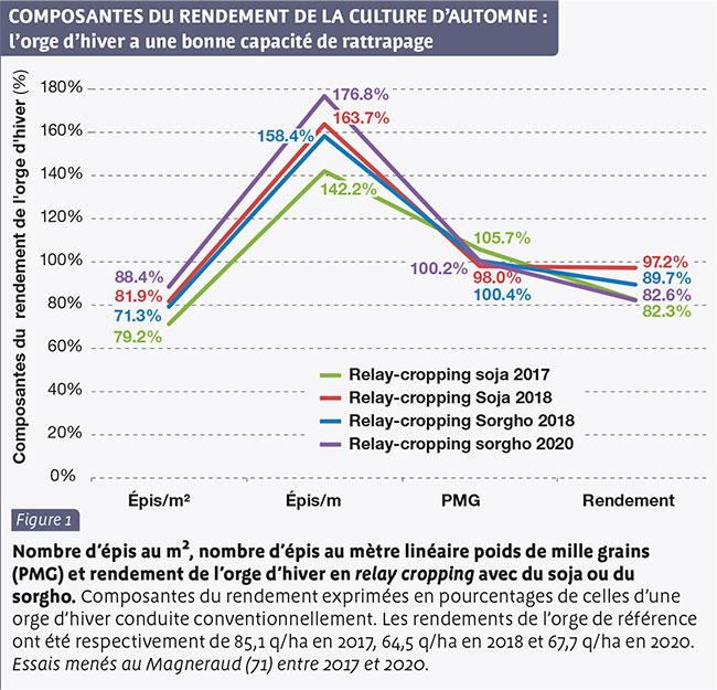 COMPOSANTES DU RENDEMENT DE LA CULTURE D’AUTOMNE : l’orge d’hiver a une bonne capacité de rattrapage