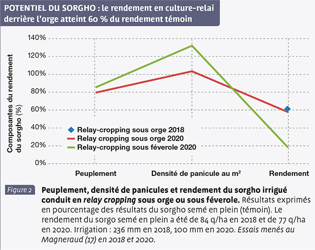 POTENTIEL DU SORGHO : le rendement en culture-relai derrière l’orge atteint 60 % du rendement témoin 