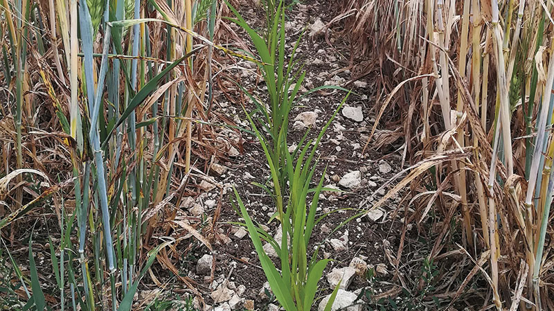 Le couple orge d'hiver-sorgho, un bon combo en relay cropping