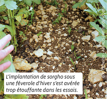 L’implantation de sorgho sous une féverole d’hiver s’est avérée trop étouffante dans les essais.